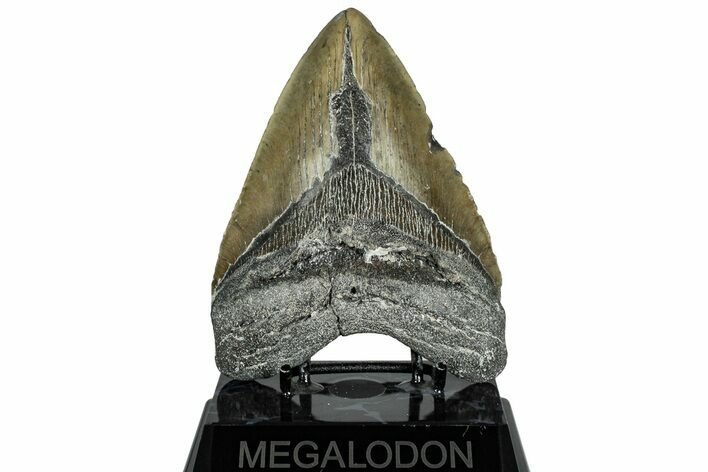 Bargain, Fossil Megalodon Tooth - Serrated Blade #309464